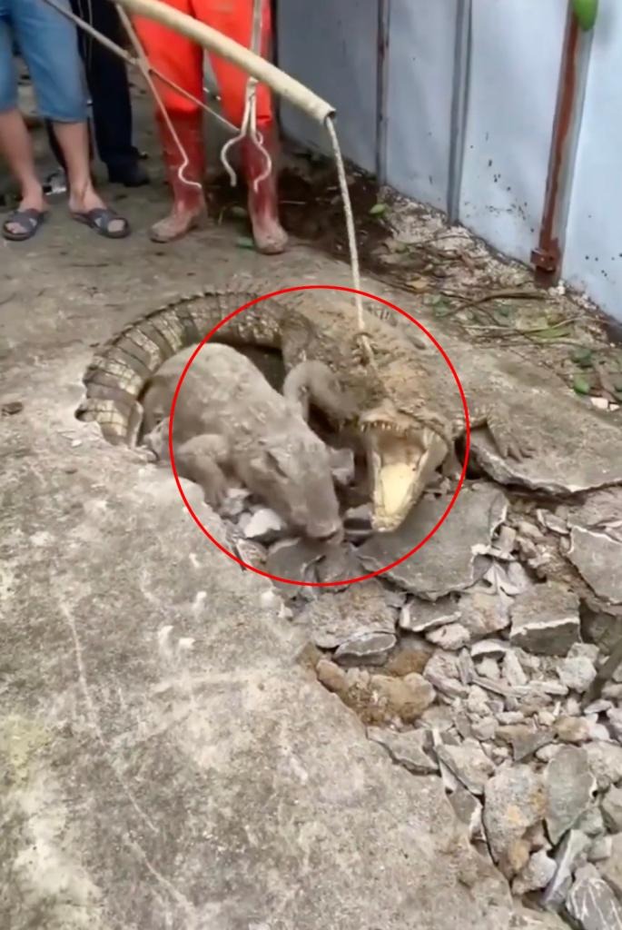 3 crocodiles unearthed, sending shivers down spines and neighborhood panic 2