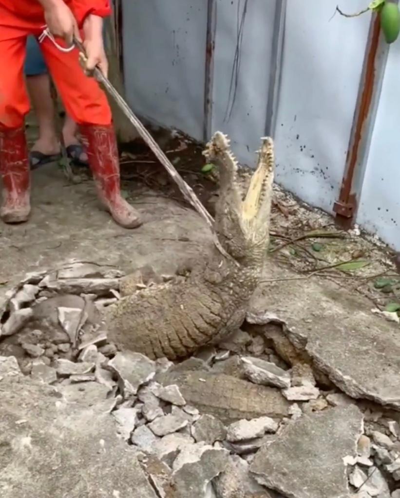 3 crocodiles unearthed, sending shivers down spines and neighborhood panic 1